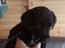 Spaniel pup