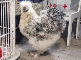 Silkie cockerel