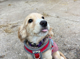 F1b cockapoo cream girl