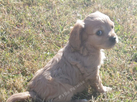 Fluffy Cavalier King Charles &times;  Jackapoo Puppies for Sale