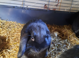 Male young mini lop