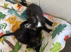 Affectionate loving kittens looking for forever home.