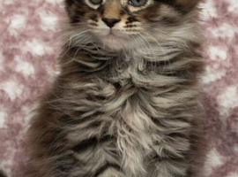 Maine coon Kittens