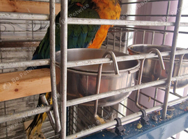 Harlequin macaw