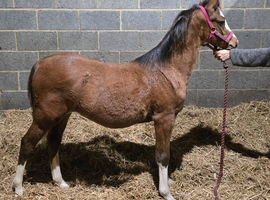 Top class welsh b filly foal