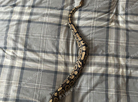 Female royal/ball python