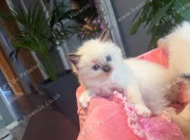 Ragdoll Kittens