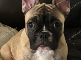 French bulldog puppy