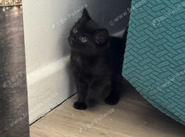 Kittens