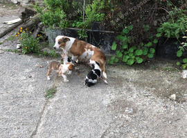 Welsh Sheepdog pups