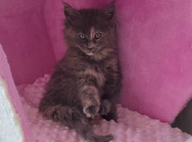 Kitten