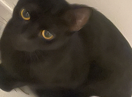 2 years old cat cherry