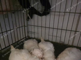Maltese puppies for sale
