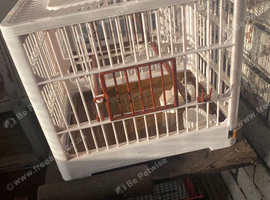 2 finch cages