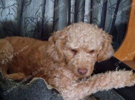 Female cockapoo