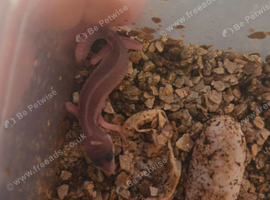 Baby leopard gecko