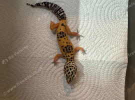 Baby Leopard geckos