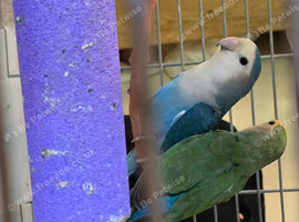 I am selling a lovely pair of loving birds. Beautiful and healthy birds. Male and female. aged 1 year old made chicks once without cage &pound;100