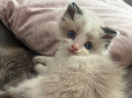 Ragdoll cross Maine coon/exotic Persian