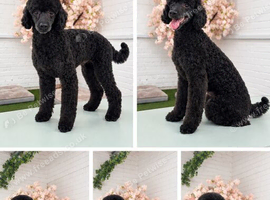 Toy poodle for stud
