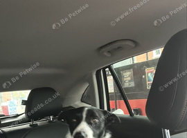 Border collie dog 18months old.