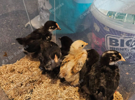 Pekin chick's