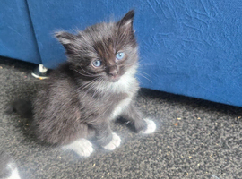 Maincoon x brittish short hair