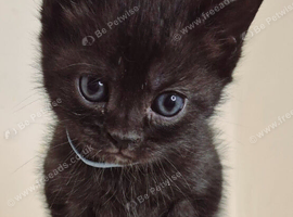 Bengal x british short hair kittens