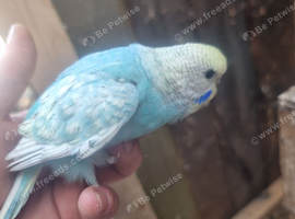 Baby budgies