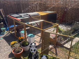 1 laying chicken and chicken coop and run