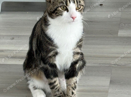 Kitten 6 months old