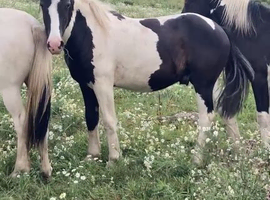 Piebald yearling