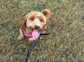 F1b cockapoo