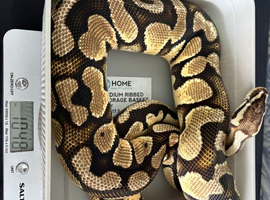 Pastel royal python cb20
