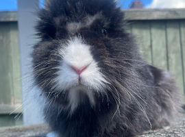 Lionhead buck looking for forever home