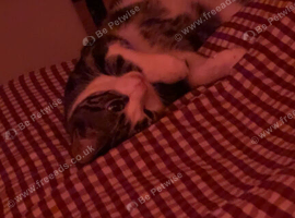 Selling my 1 year old friendly cat due to me moving country