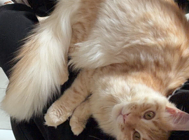 Mainecoon Boy