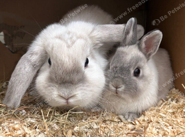 Two beautiful rabbits looking for their forever home