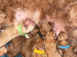 6 Stunning Cockapoo Puppies