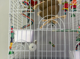 2 rosellas about 1year old