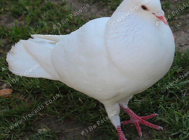 Hand tamed 2 doves and 1 crested