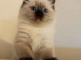 Seal point Ragdoll kittens