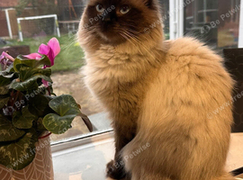 Beautiful Ragdolls