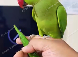 My baby tamed ring neck talking parrot