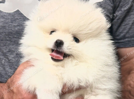 Beautiful Pomeranian puppies