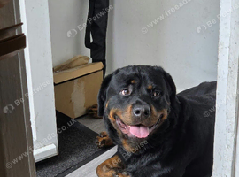 Big boy for sale