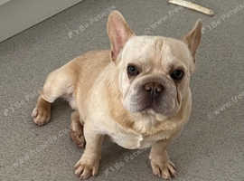 French bulldog male