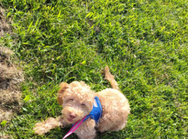 Cockapoo
