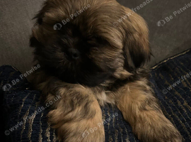 Shih Tzu puppies 2 boys ready now