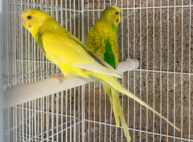 Budgie pair